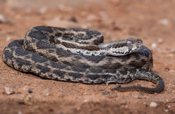 Moorish viper (Daboia mauritanica)