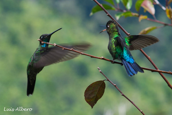 Fiery-throated hummingbird (Panterpe insignis), and Talamanca hummingbird (Eugenes spectabilis)