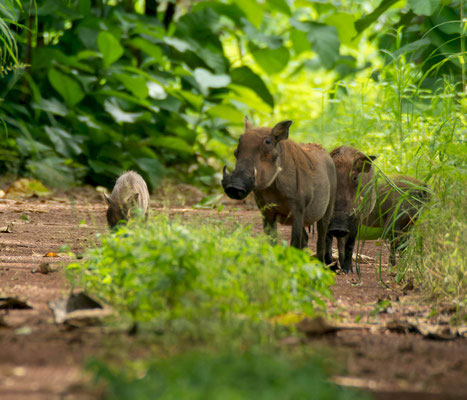 Warthog (Phacocherus africanus) family