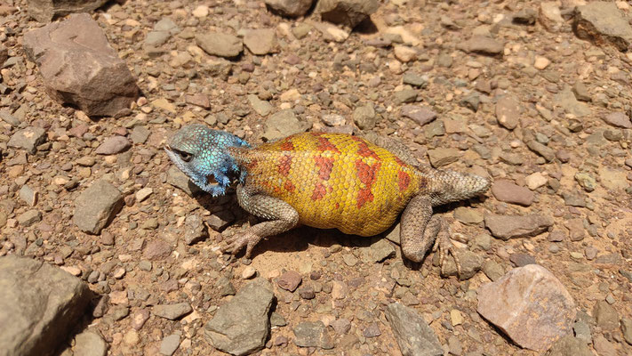 Nice female Agama boulengueri