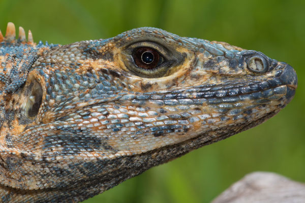 Black spiny tailed iguana (Ctenosaura similis), female