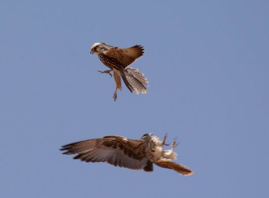 Lanner falcon (Falco biarmicus erlangueri)