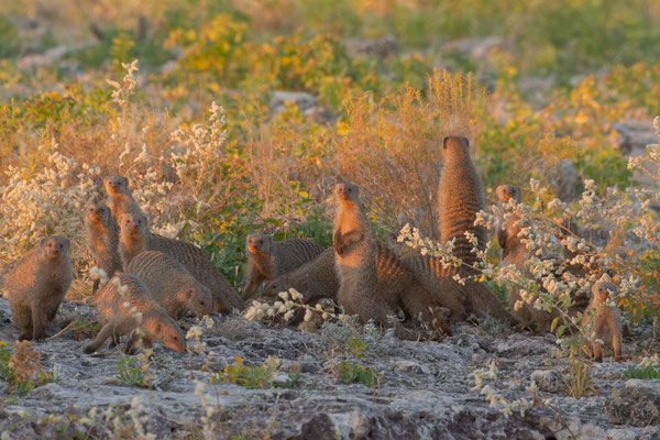 Banded mongooses (Mungos mungo) 
