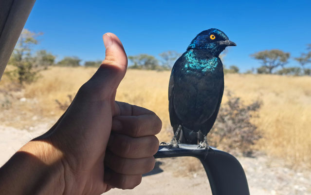 Some birds are very wary in Africa...