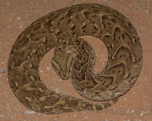 Puff adder (Bitis arietans)
