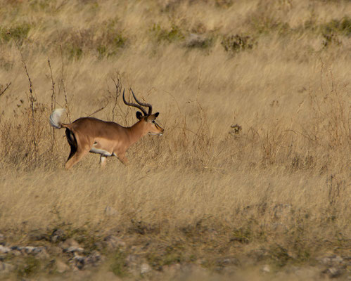 Male black-faced impala (Aepyceros melampus petersi), on heat