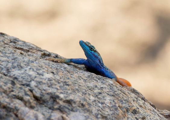 Attenborough's flat lizard (Platysaurus attenboroughi)