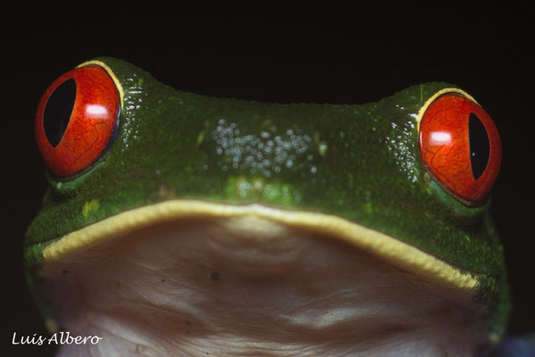 Red eyed leaf frog (Agalychnis callidryas), portrait