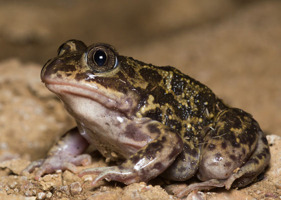 Iberian spadefoot (Pelobates cultripes), one of the commonest amphibians here