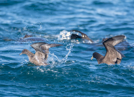 White-chinned petrel (Procellaria aequinoctialis), with sooty shearwater (Ardenna grisea) on its left