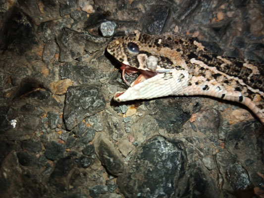 Newborn puff adder (Bitis arietans), roadkilled