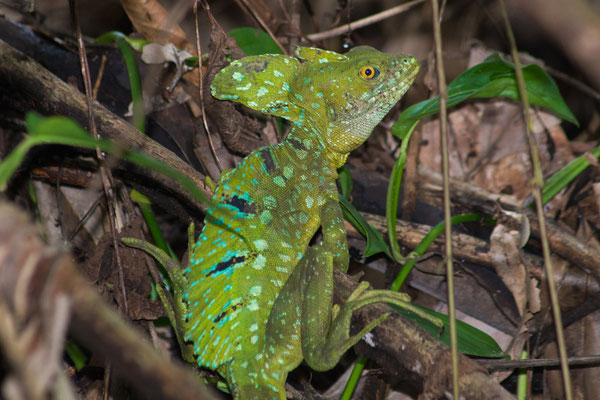 Green basilisk (Basiliscus plumifrons)