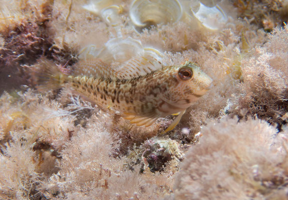 Blenio moma (Parablennius pilicornis)