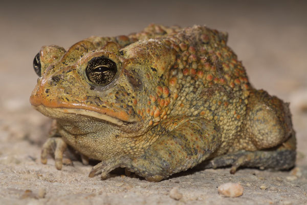 Southern toad (Anaxyrus terrestris)