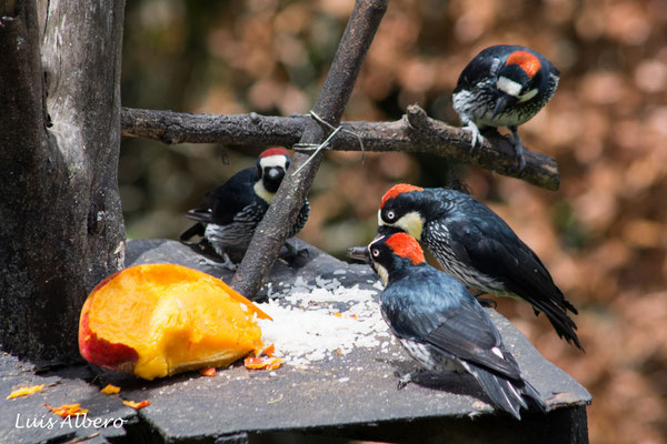 Acorn woodpeckers (Melanerpes formicivorus) 