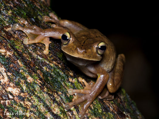 Gladiator treefrog (Boana rosenbergi)