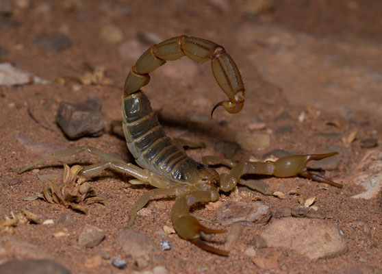 Fat tailed scorpion (Androctonus amoxeuri)