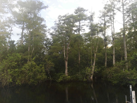 The Big Cypress swamp