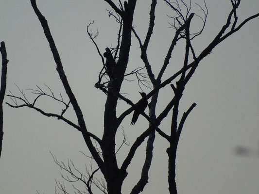 Black woodpeckers by Arnau