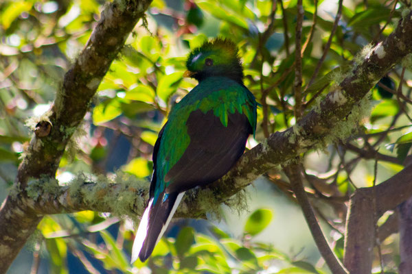 Quetzal (Pharomachrus mocinno) 