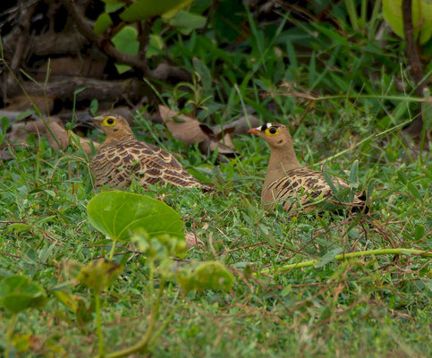Four-banded sandgrouse (Pterocles quadricintus)