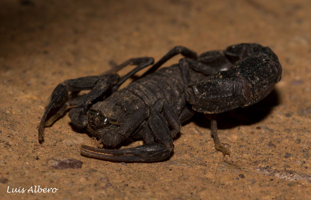 Fat tailed scorpion (Androctonus mauritanicus), a highly venomous species