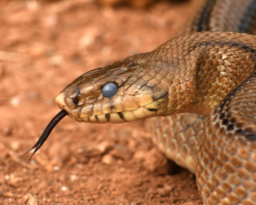 Culebra de escalera (Zamenis scalaris)