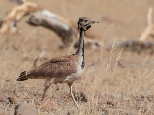Rüppell's bustard (Heterotetrax rueppelii)