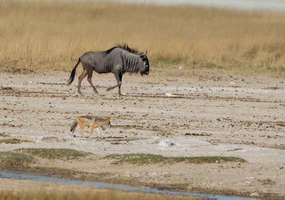 Blue wildebeest (Connochaetes taurinus) with a black-backed jackal (Lupulella mesomelas)