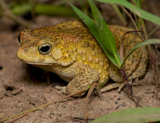 Northern Flat-backed Toad (Sclerophrys maculata), male on heat