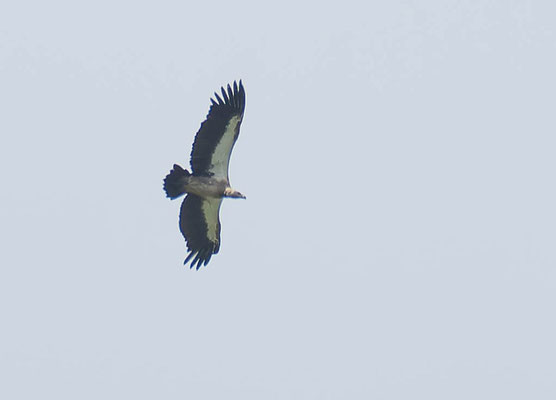 African white-backed vulture (Gyps africanus)