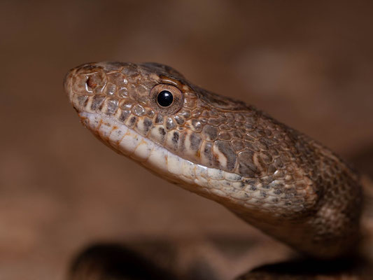 Mograbin diadem snake (Spalerosophis dolichospilus), big one, portrait