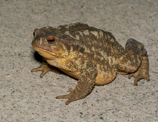Sapo común ibérico (Bufo spinosus), hembra de gran tamaño