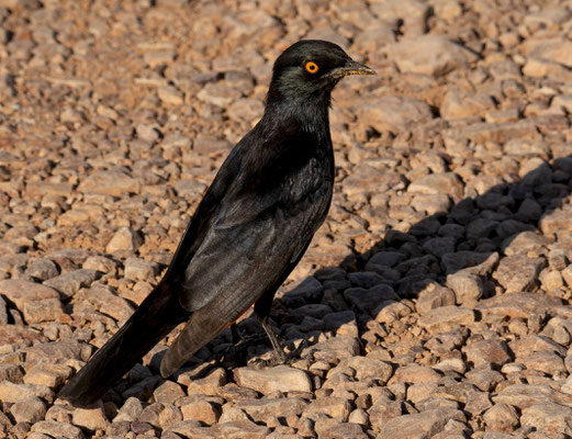 Pale-winged starling (Onychognathus nabouroup). These were very trusty here.