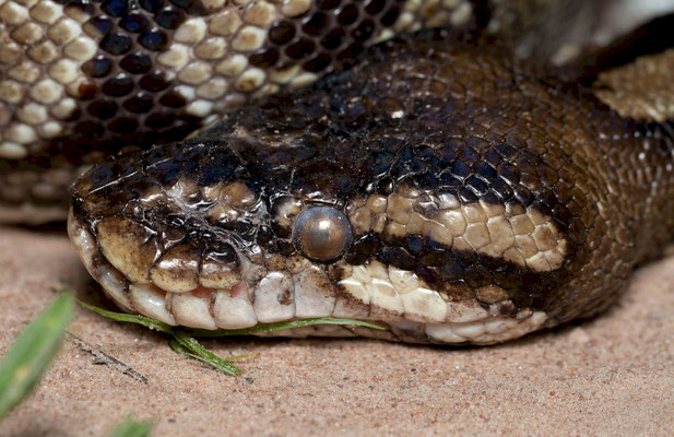 Royal or ball python (Python regius)