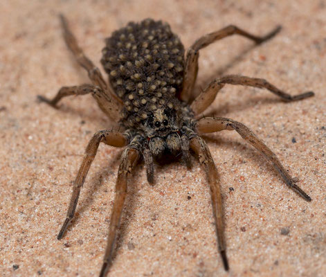 Wolf spider with baby. Gabriela's favourite...