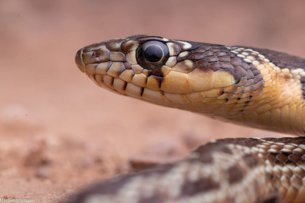 Horseshoe whip snake (Hemorrhois hippocrepis) by Max