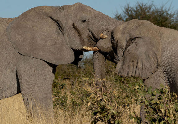 Savanna elephant (Loxodonta africana), male fight