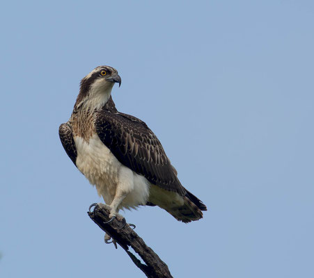 Osprey (Pandion haliaetus)
