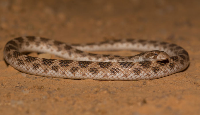 Crowned leafnose snake (Lytorhynchus diadema)