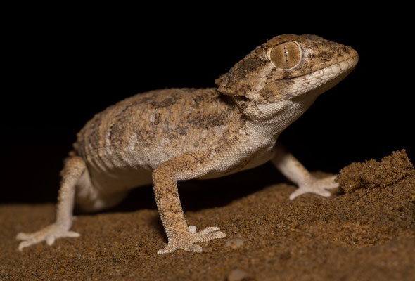 Helmeted gecko (Tarentola chazaliae) 