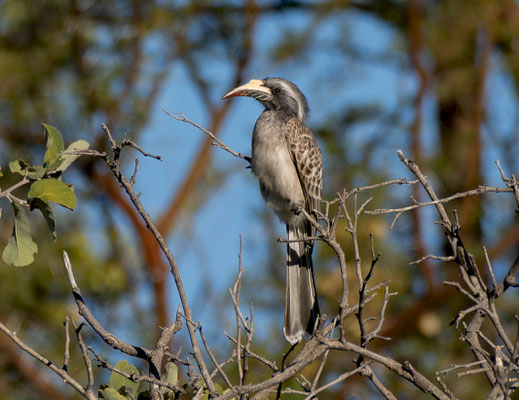 African Grey Hornbill (Lophoceros nasutus)