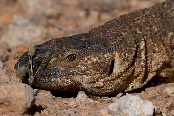 Rock Monitor (Varanus albigularis). It had some hairs on the mouth, probably from its last prey.