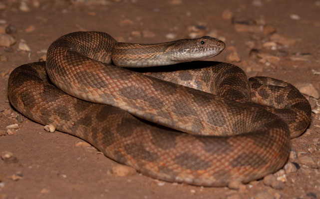 Mograbin diadem snake (Spalerosophis dolichospilus), big one