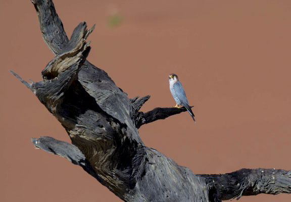 Red-necked falcon (Falco chicquera) perched in one of the dead trees