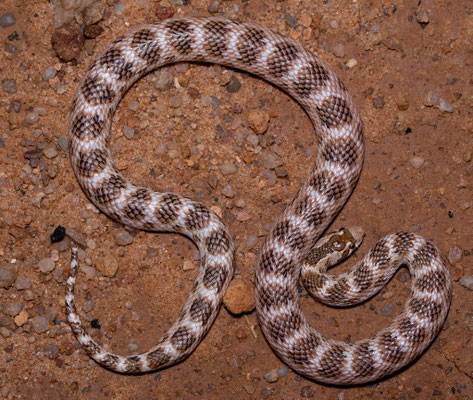 Awl-headed snake (Lynthorhynchus diadema)