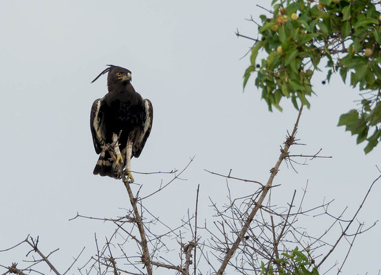 Long-crested eagle (Lophaetus occipitalis)