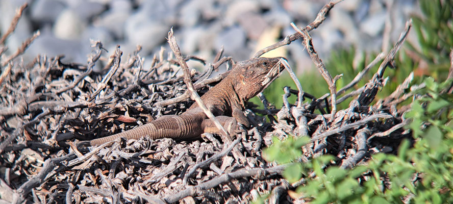Gran Canaria giant lizard (Gallotia stehlini), phone shot