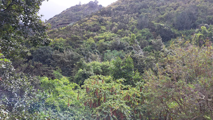 Los Tilos laurel forest