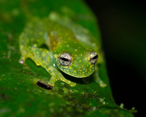 Cascade glass frog (Sachatamia albomaculata)